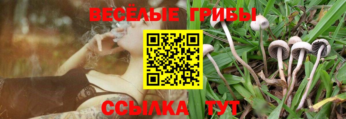 Псилоцибиновые грибы Psilocybe Елабуга